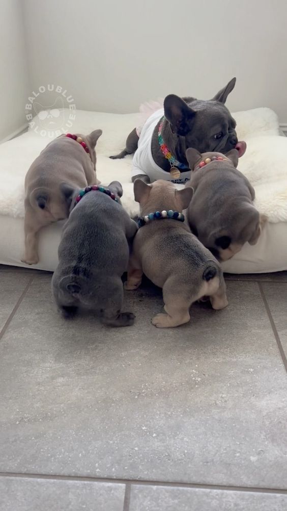 Französische Bulldoggen mit Papieren