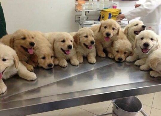 Wunderschöne Golden Retriever Welpen in creme weiß zu vergeben.