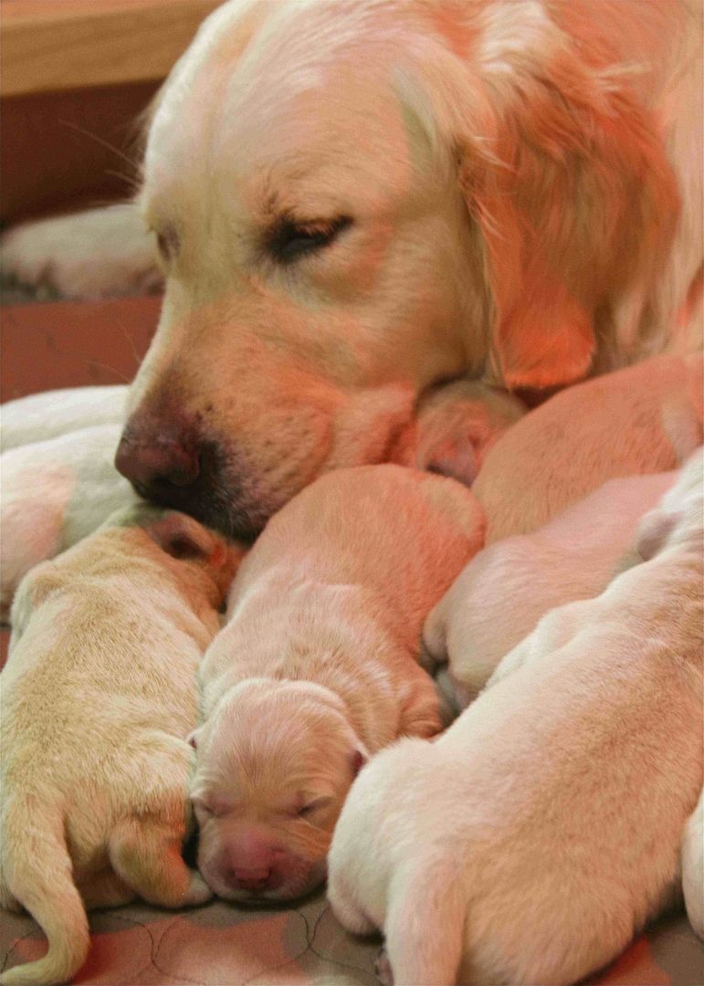 Wunderschöne Golden Retriever Welpen in creme weiß zu vergeben.