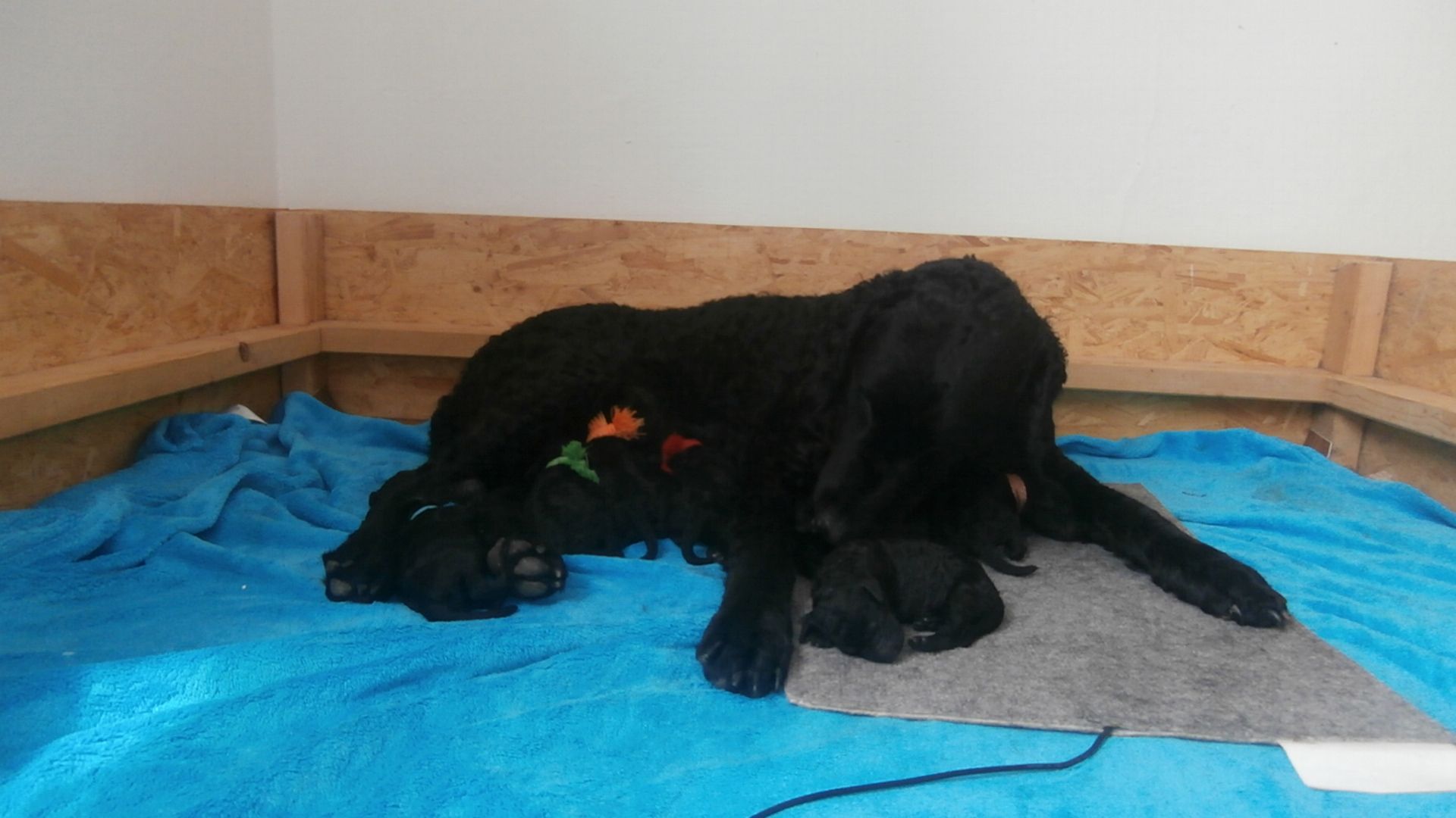 Welpen Curly Coated Retriever lockig