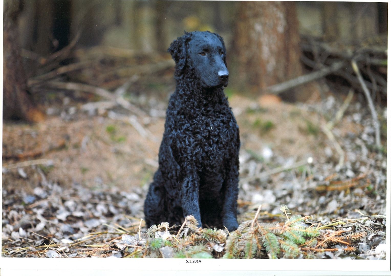Welpen Curly Coated Retriever lockig