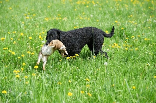 Welpen Curly Coated Retriever lockig