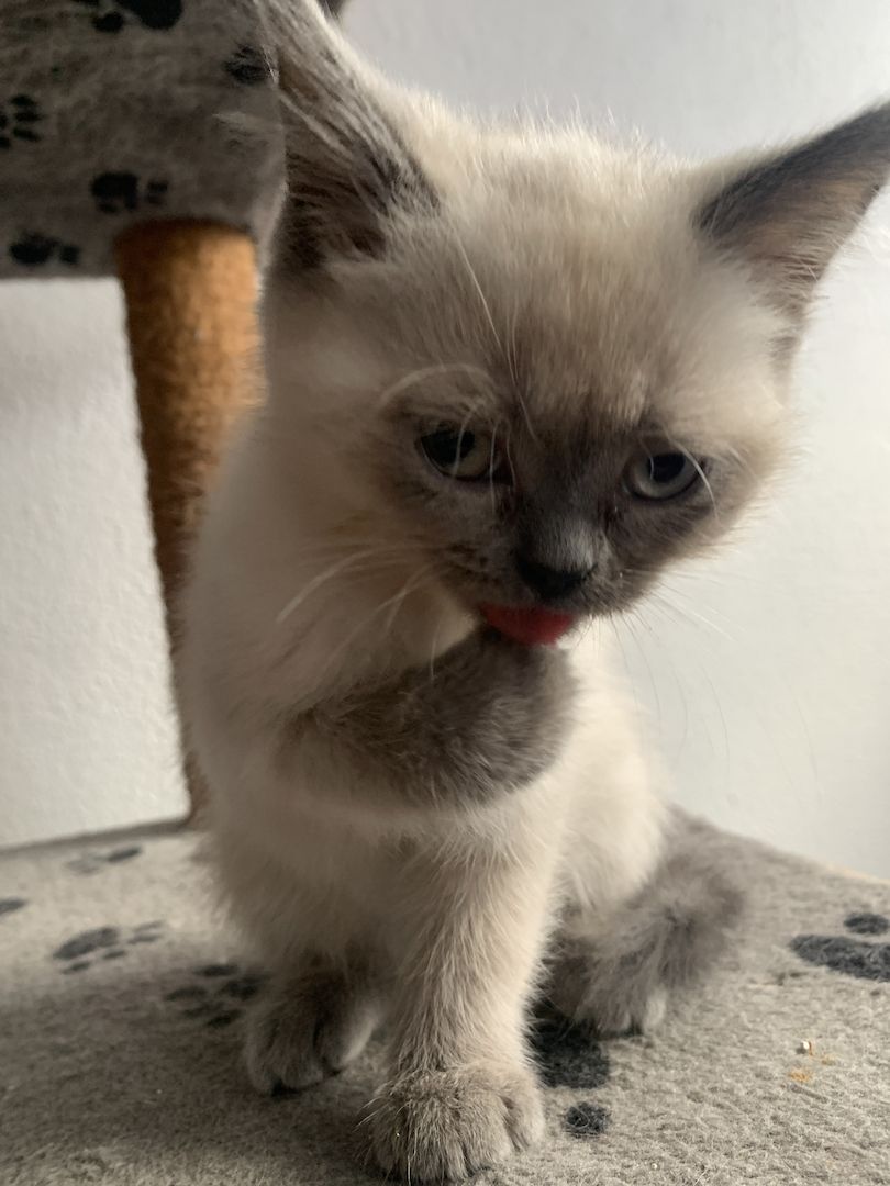 BKH Kitten
