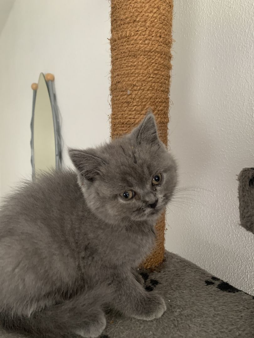 BKH Kitten
