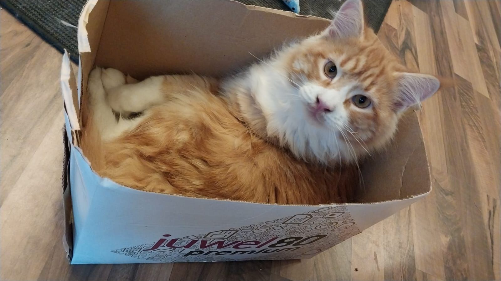 Main Coon Geschwister