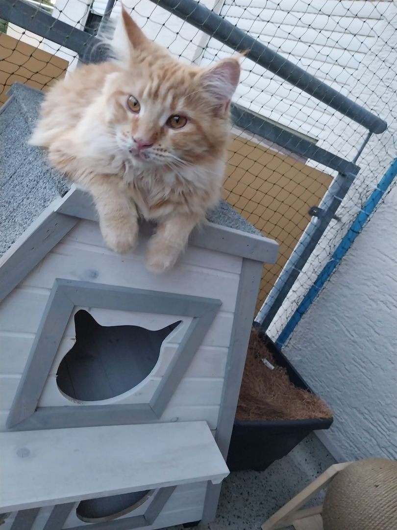 Main Coon Geschwister