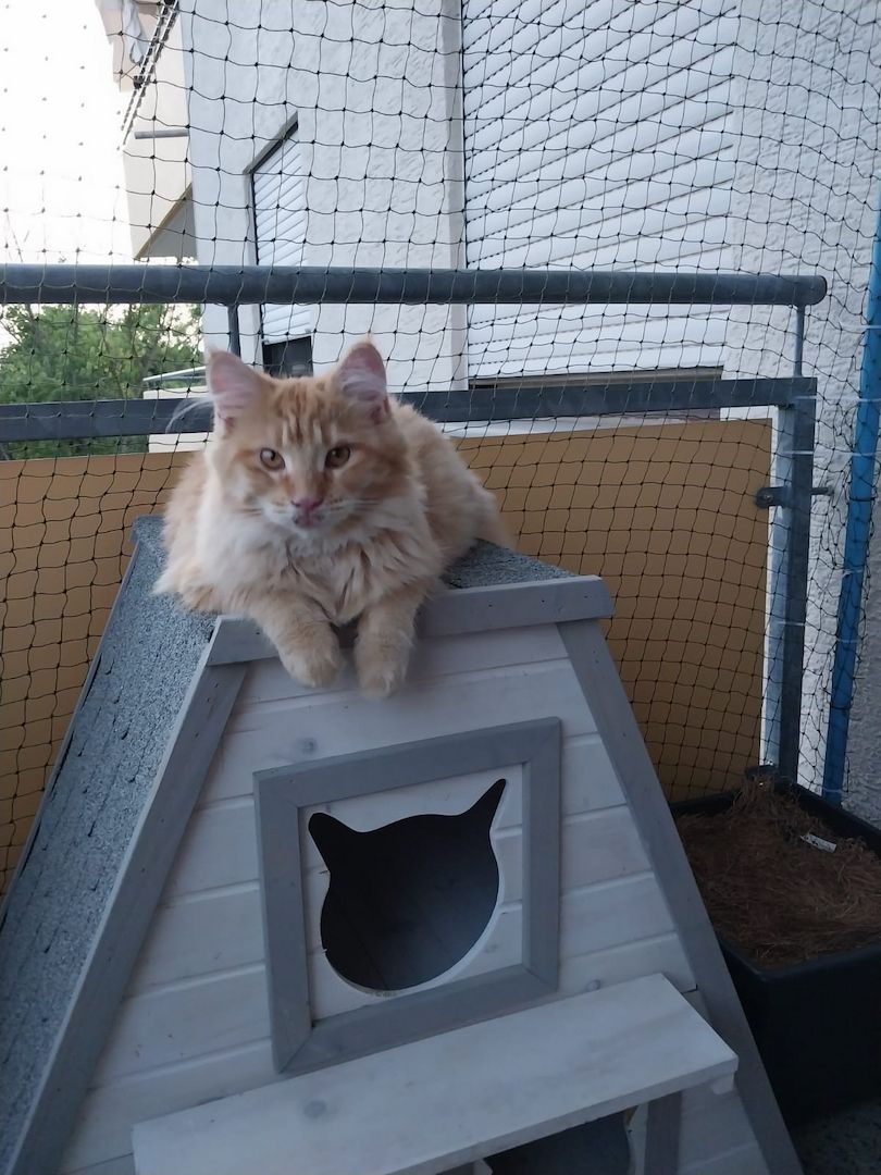 Main Coon Geschwister