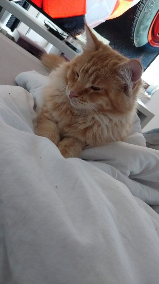 Main Coon Geschwister