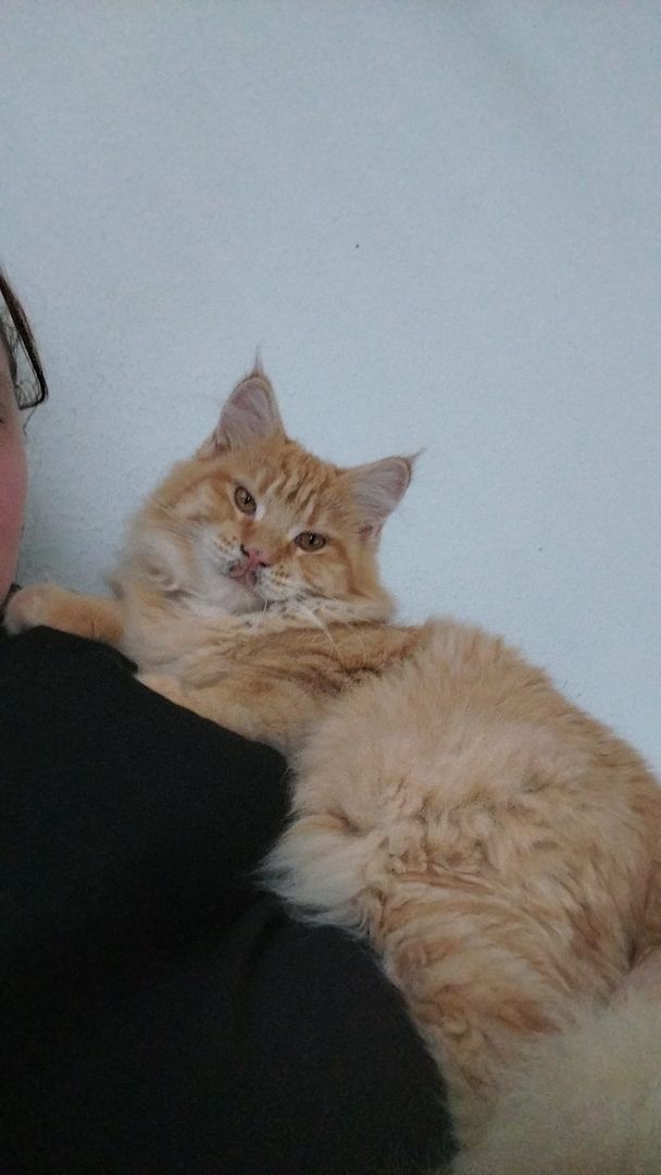 Main Coon Geschwister