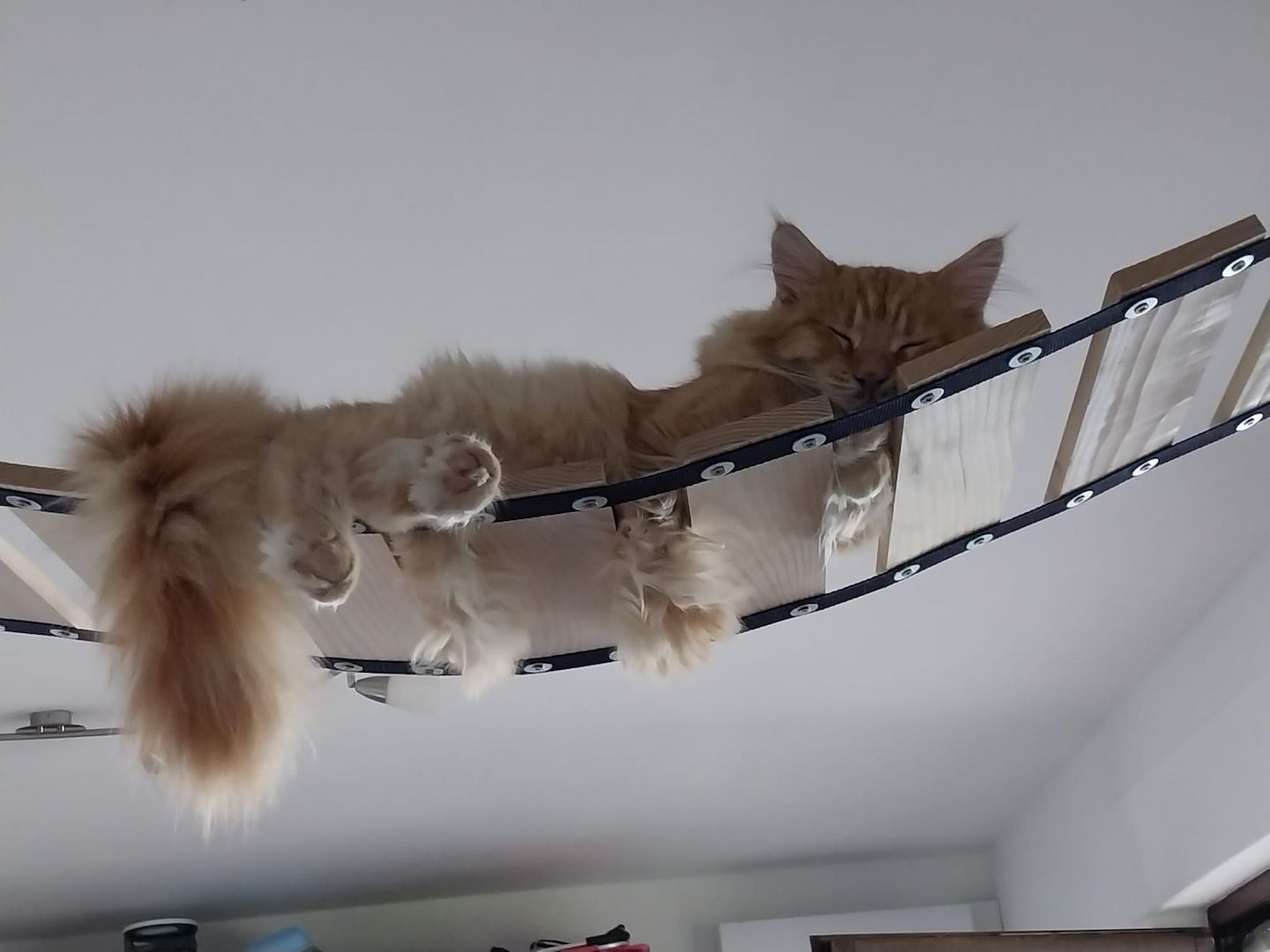 Main Coon Geschwister