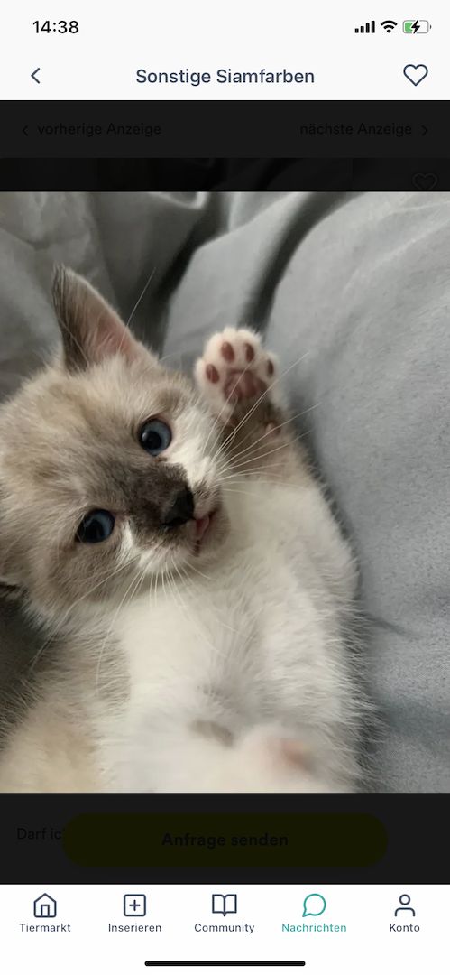 ❤️ Siam Bkh Kitten ❤️