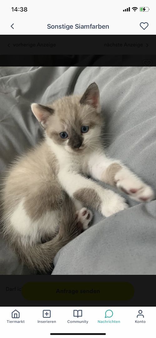 ❤️ Siam Bkh Kitten ❤️