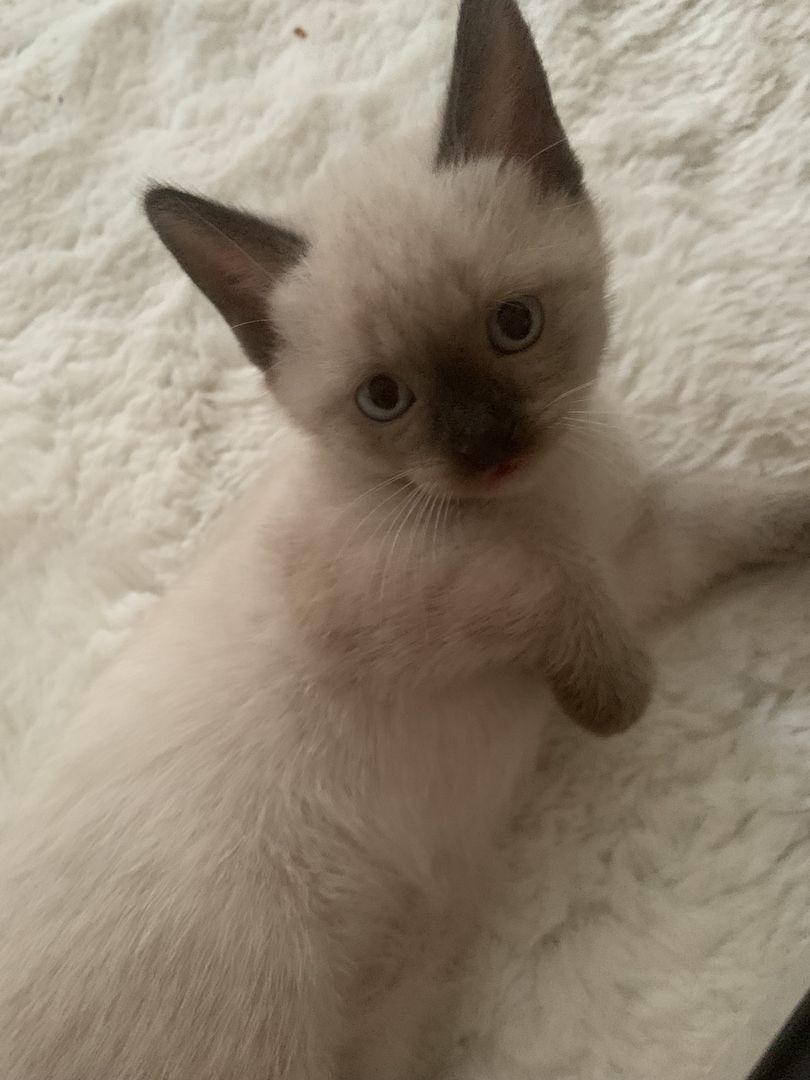 ❤️ Siam Bkh Kitten ❤️