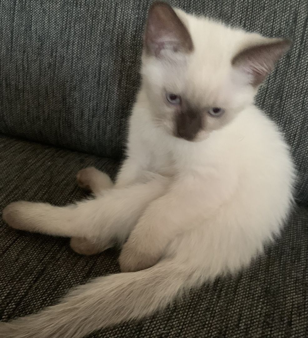 ❤️ Siam Bkh Kitten ❤️