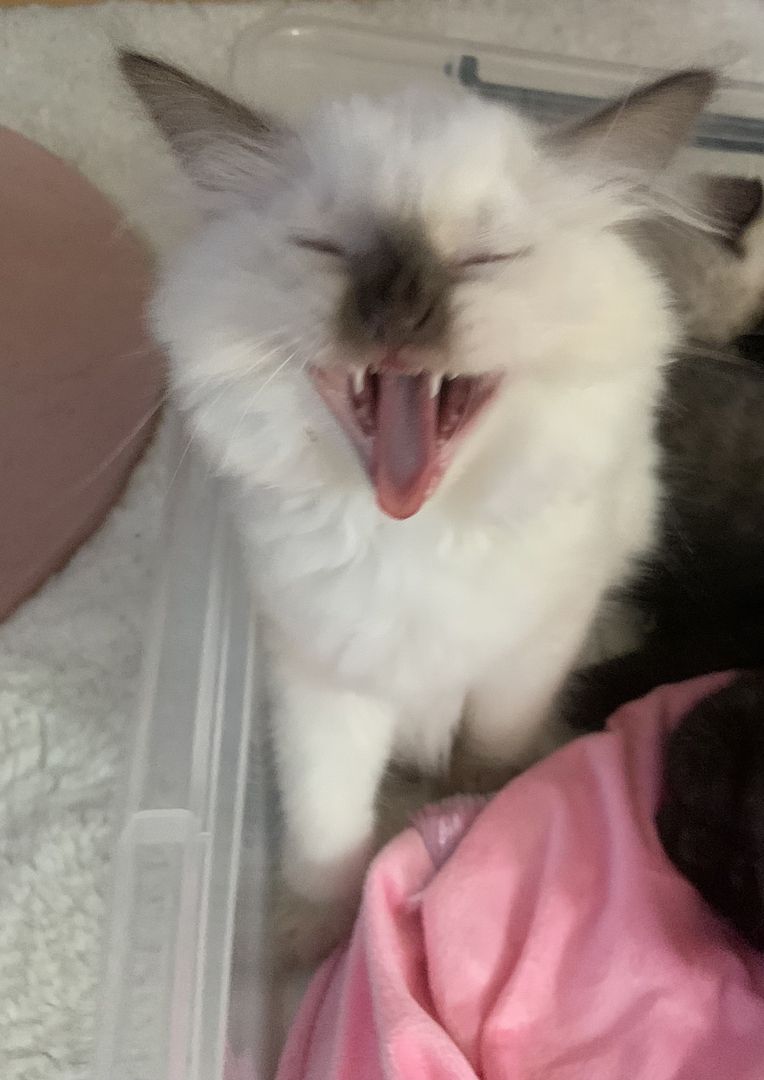 ❤️ Siam Bkh Kitten ❤️