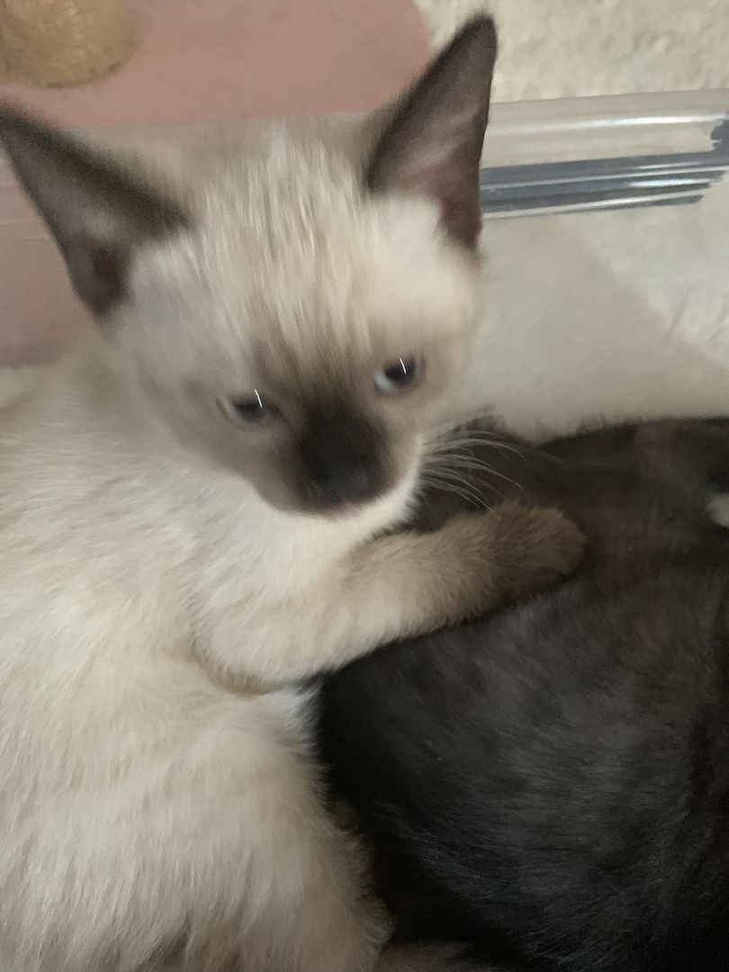 ❤️ Siam Bkh Kitten ❤️