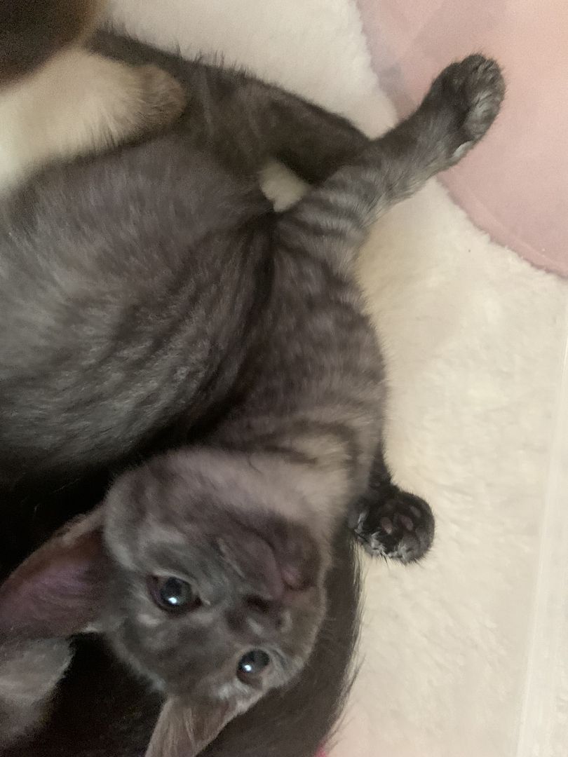 ❤️ Siam Bkh Kitten ❤️