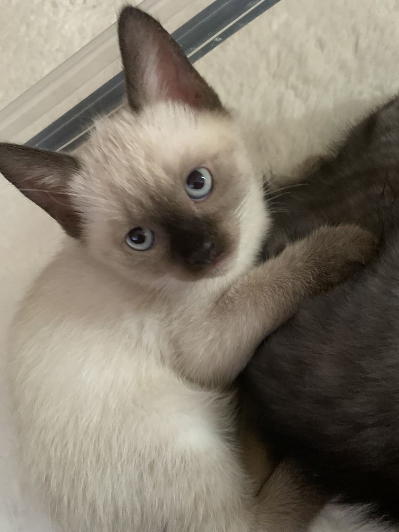 ❤️ Siam Bkh Kitten ❤️