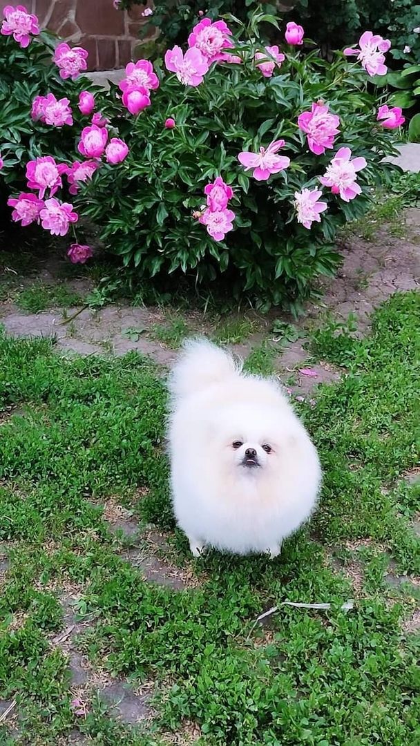 Entzückende, vom AKC registrierte Pomeranian-Welpen