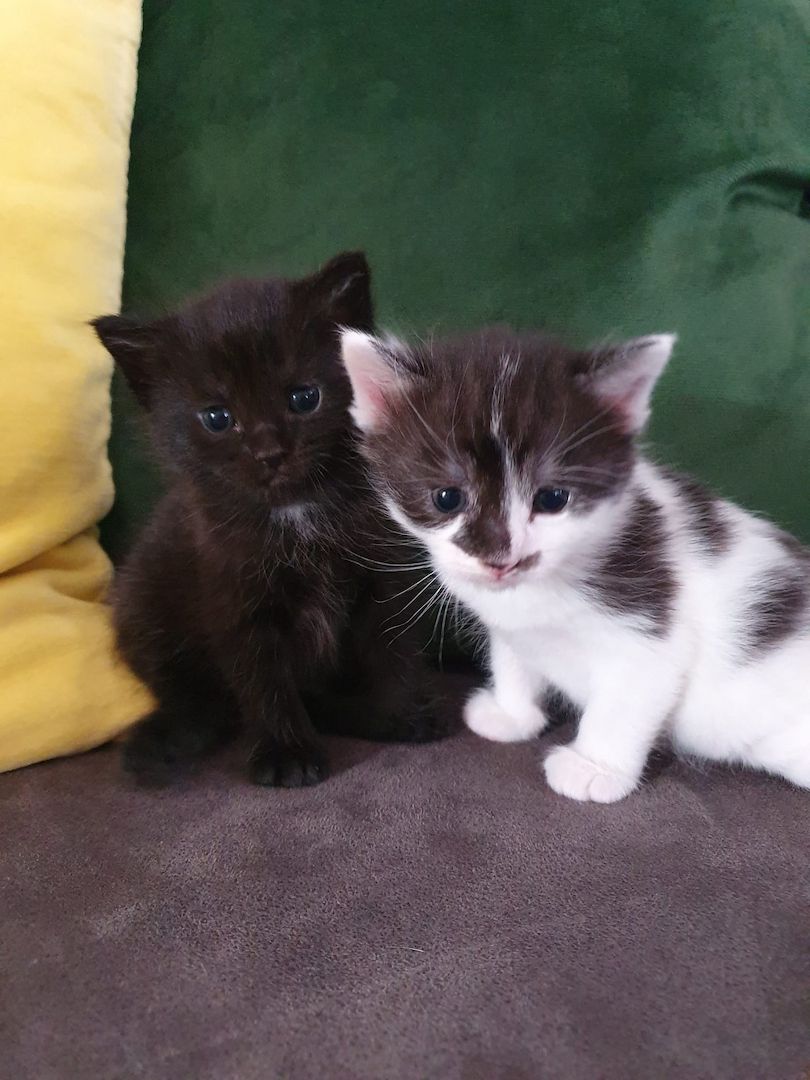 3 Norwegische Waldkatzen Kitten