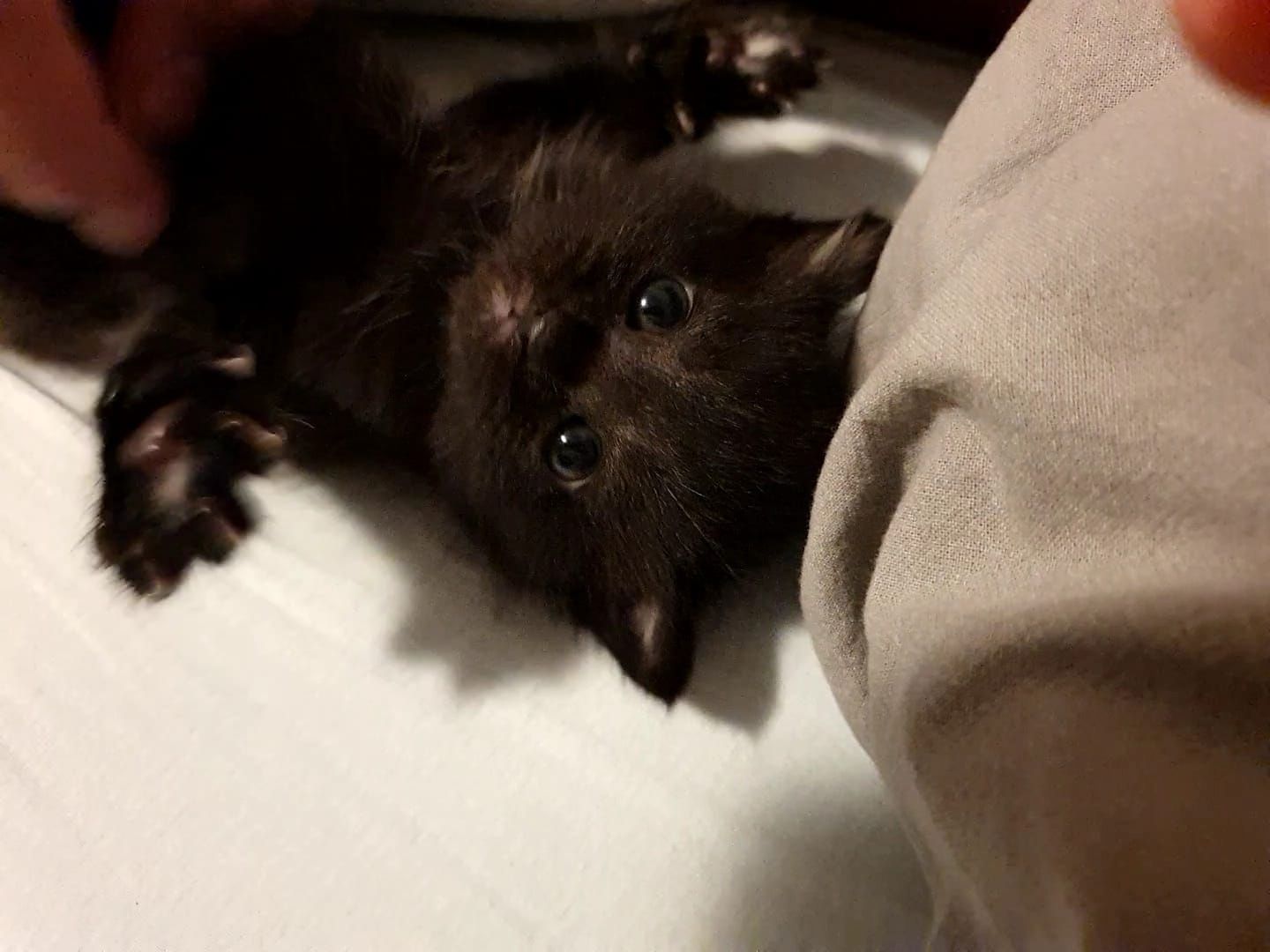 3 Norwegische Waldkatzen Kitten