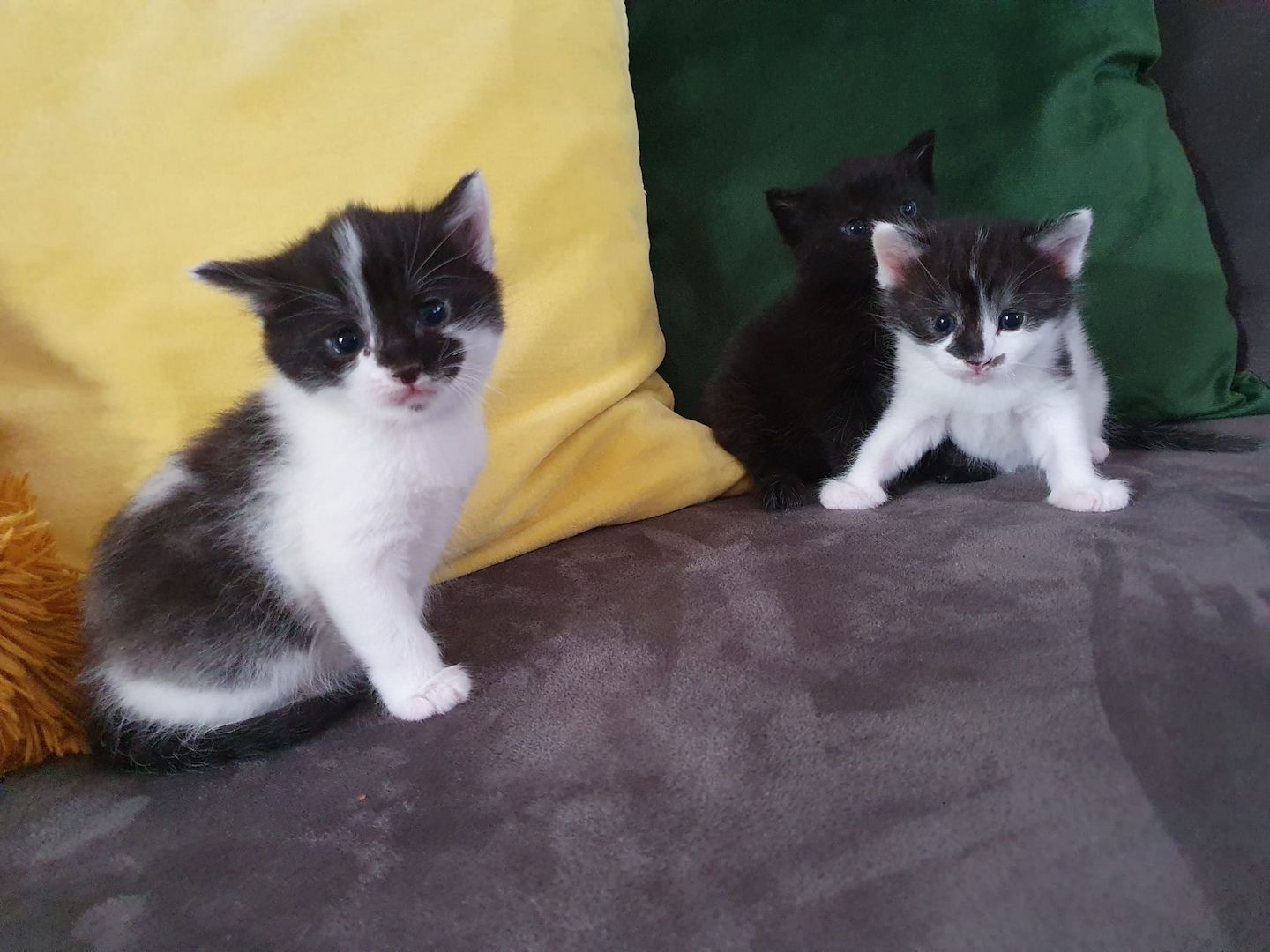 3 Norwegische Waldkatzen Kitten