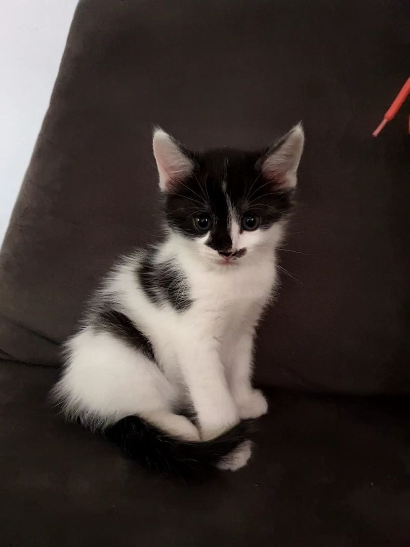 3 Norwegische Waldkatzen Kitten