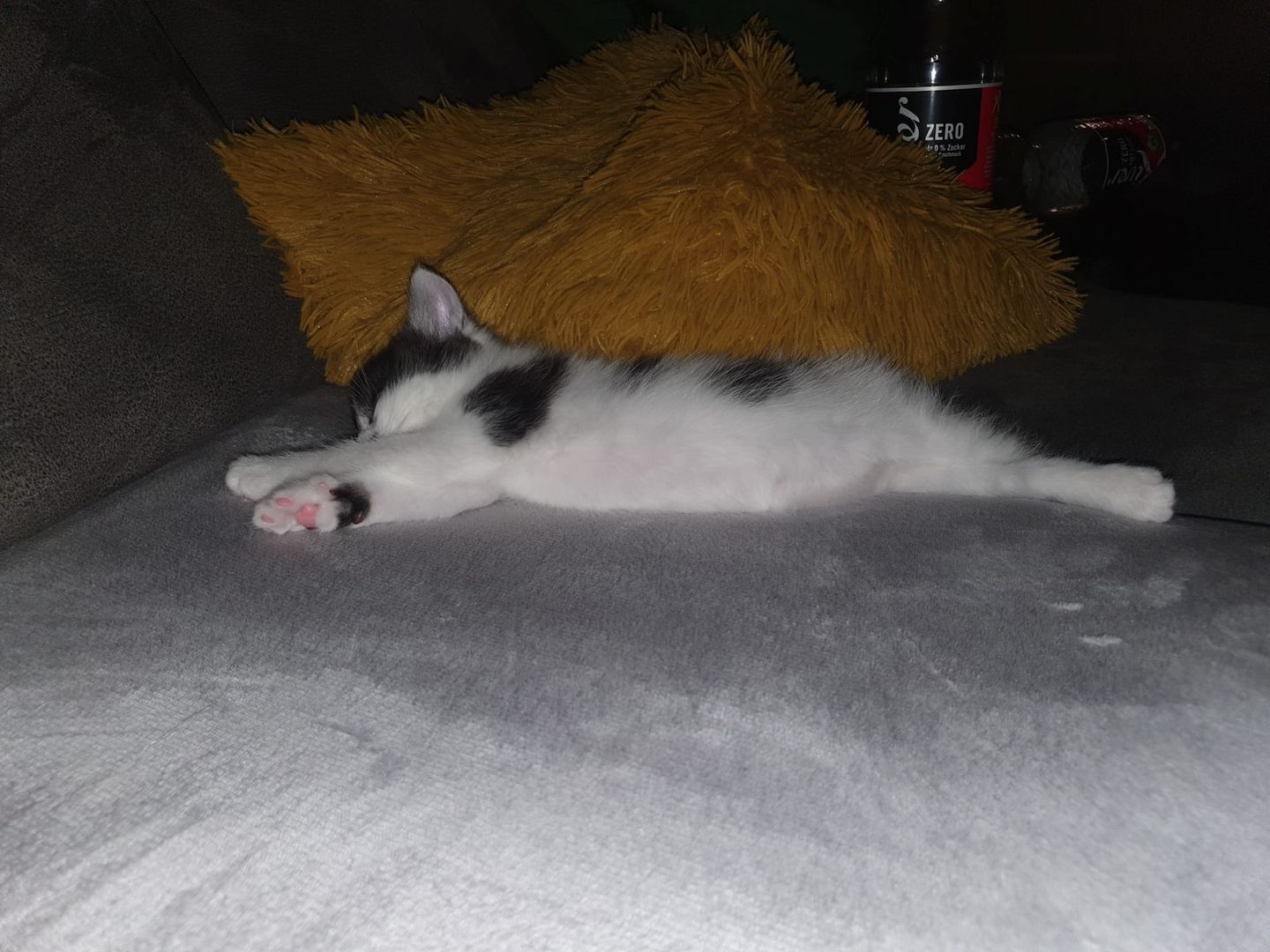 3 Norwegische Waldkatzen Kitten