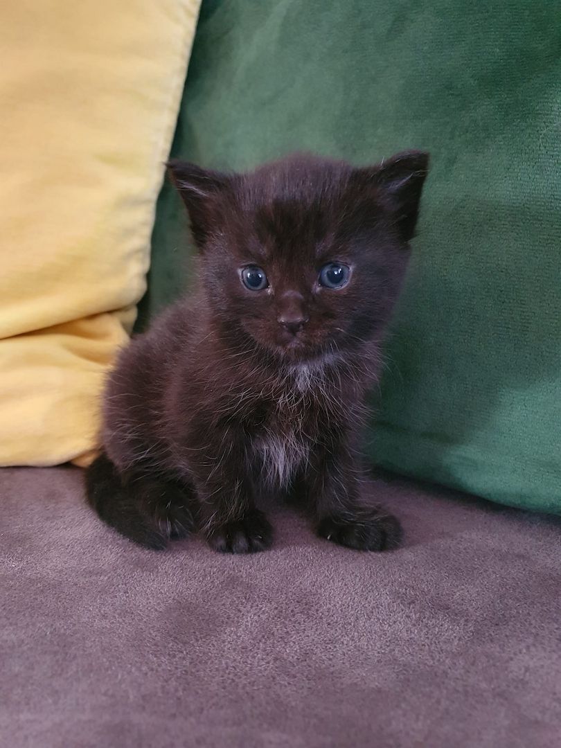3 Norwegische Waldkatzen Kitten
