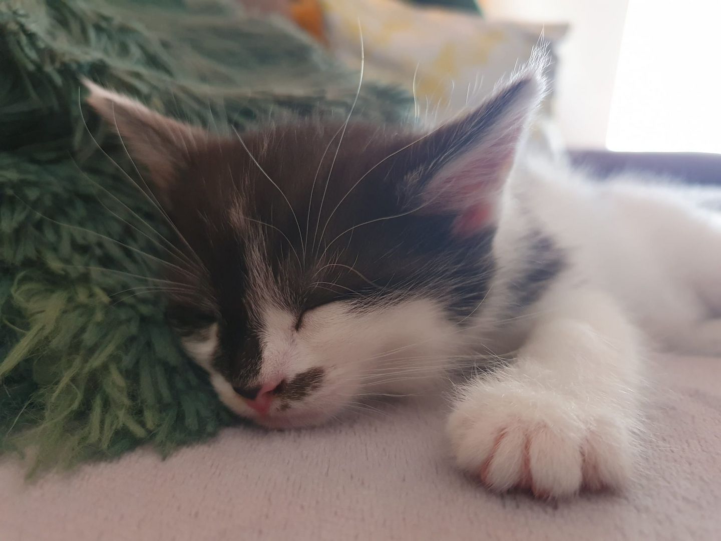 3 Norwegische Waldkatzen Kitten