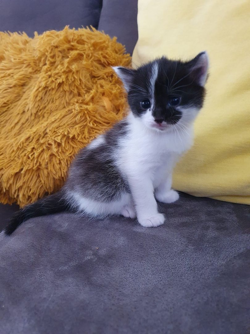 3 Norwegische Waldkatzen Kitten