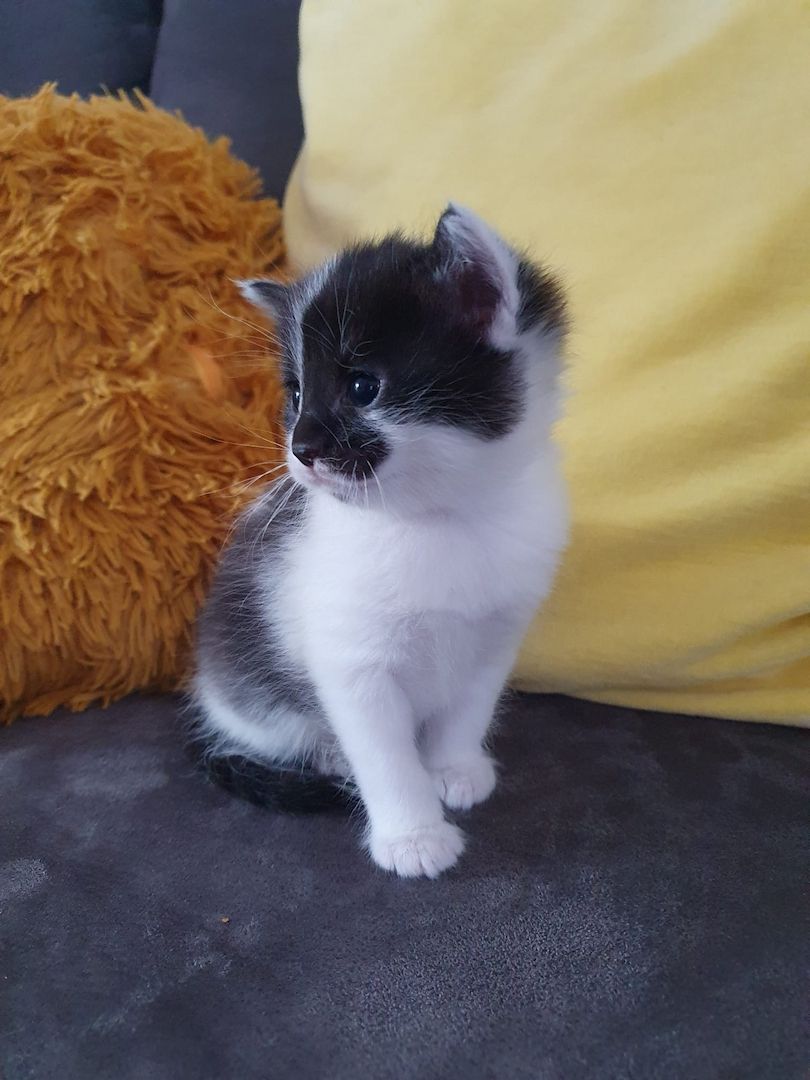 3 Norwegische Waldkatzen Kitten