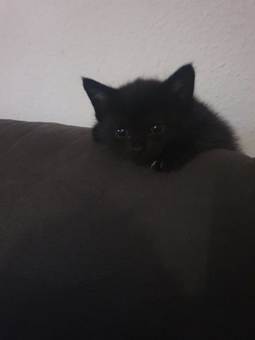 3 Norwegische Waldkatzen Kitten