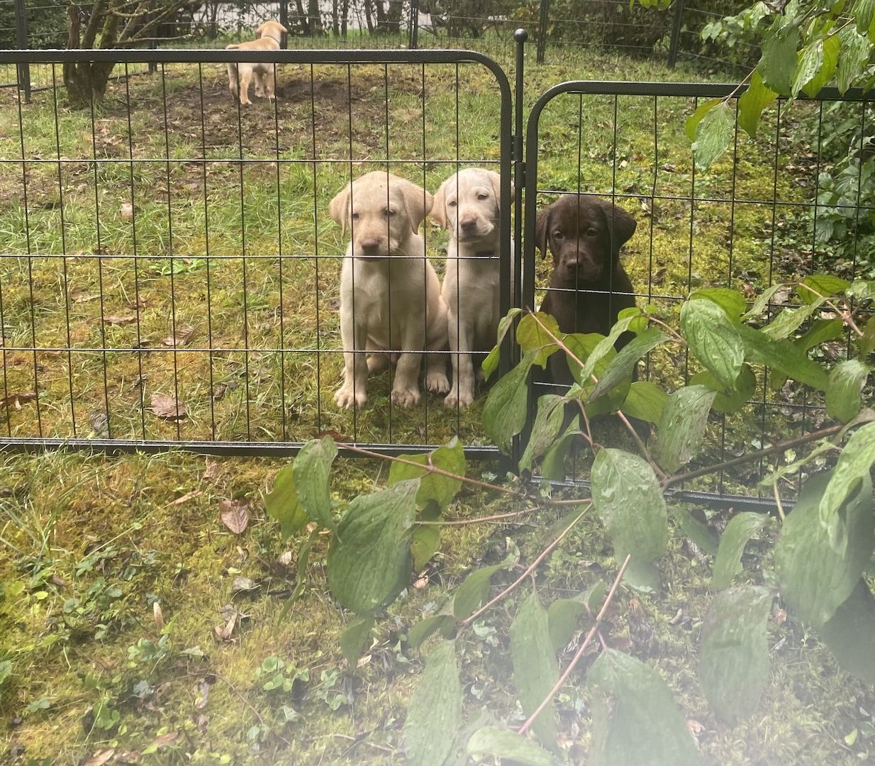 Labradorwelpen Labradorwelpen