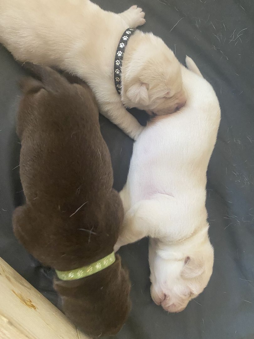 Labradorwelpen Labradorwelpen