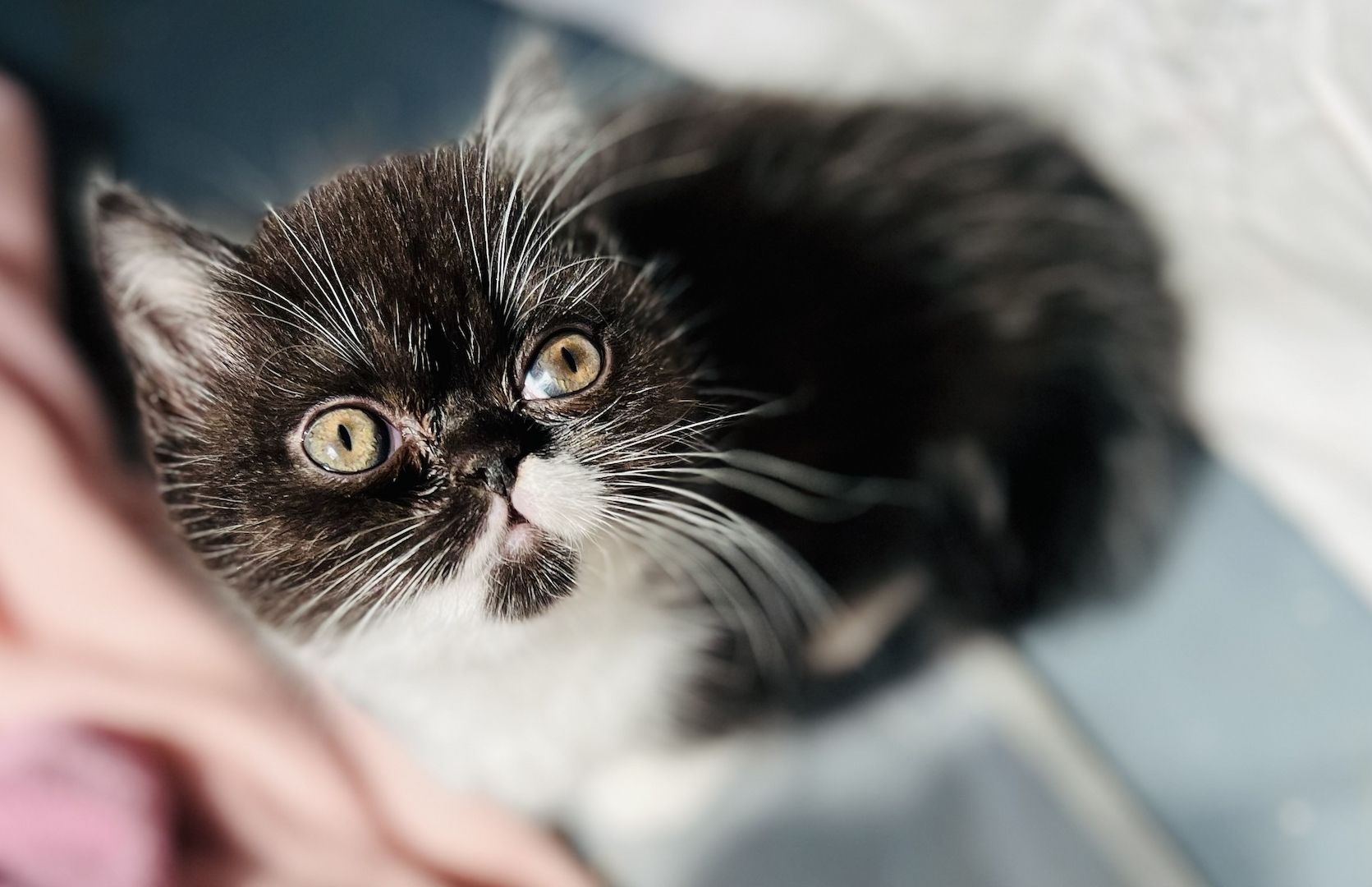 Exotic Shorthair / BKH Mädchen Kitten