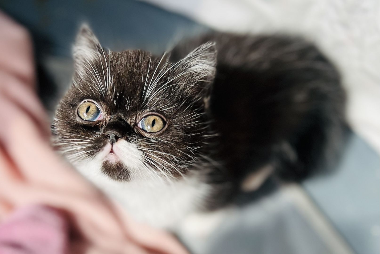 Exotic Shorthair / BKH Mädchen Kitten