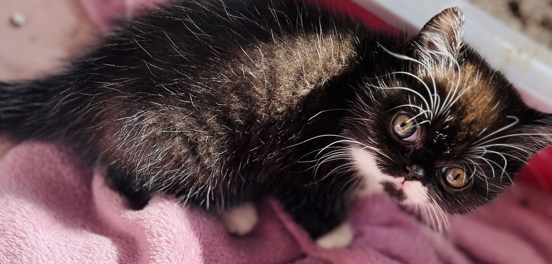 Exotic Shorthair / BKH Mädchen Kitten