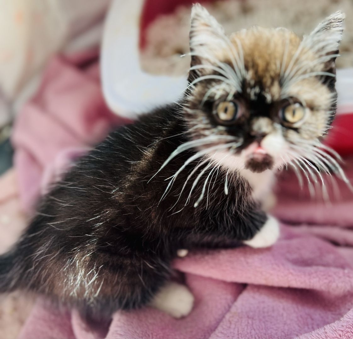 Exotic Shorthair / BKH Mädchen Kitten