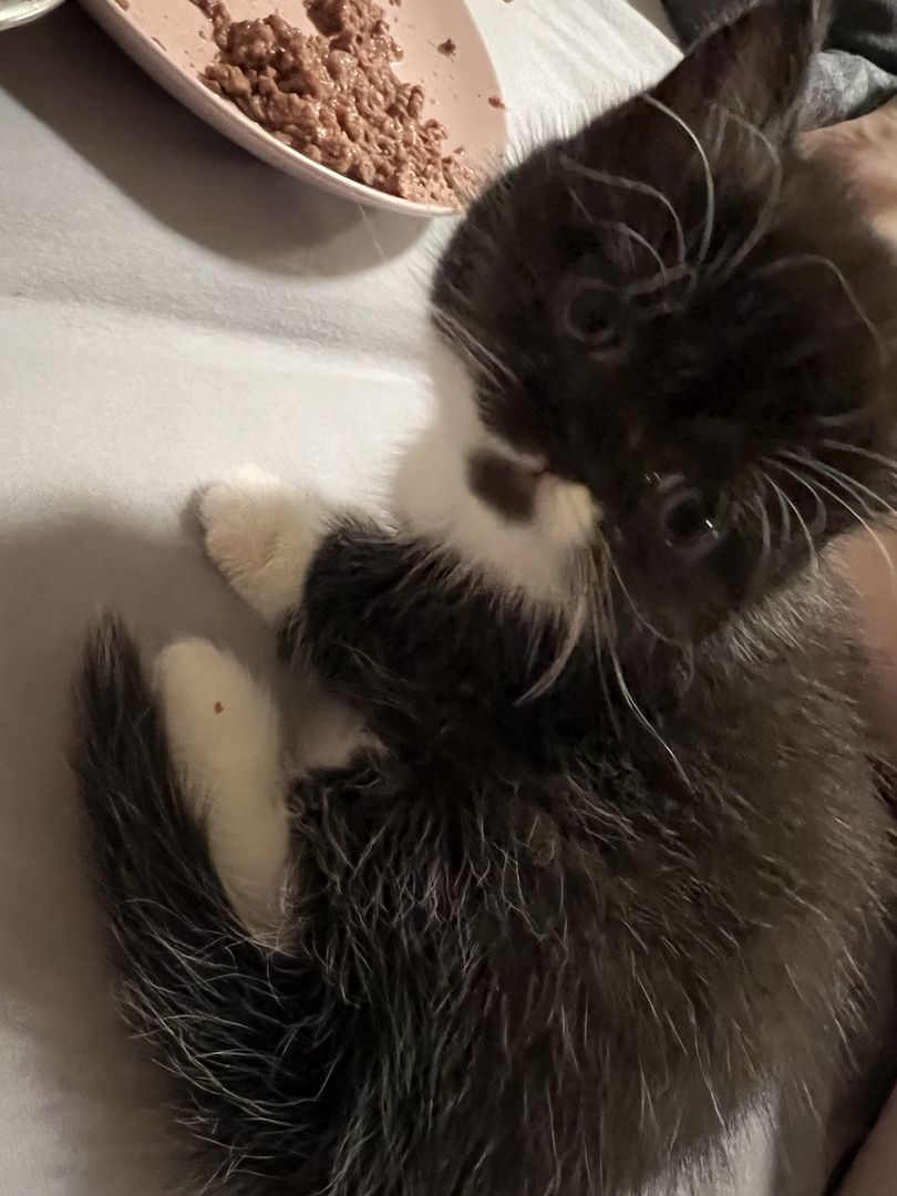 Exotic Shorthair / BKH Mädchen Kitten