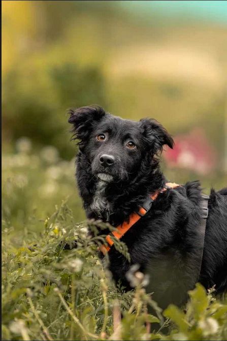 Hübscher Rüde such schönes Zuhause