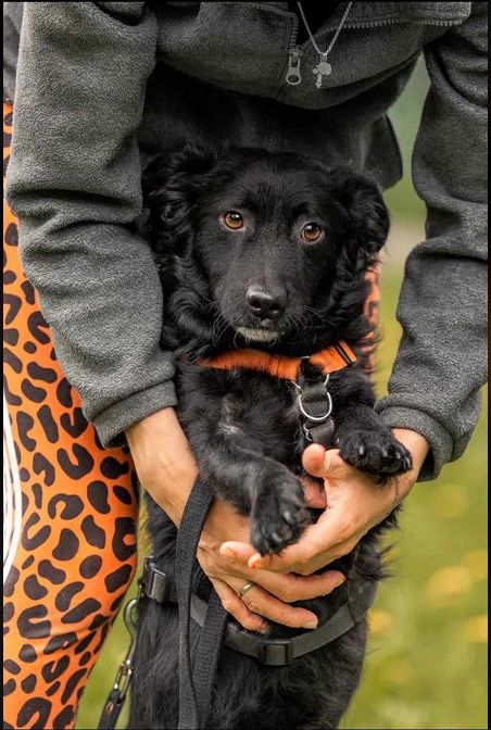 Hübscher Rüde such schönes Zuhause