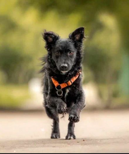 Hübscher Rüde such schönes Zuhause