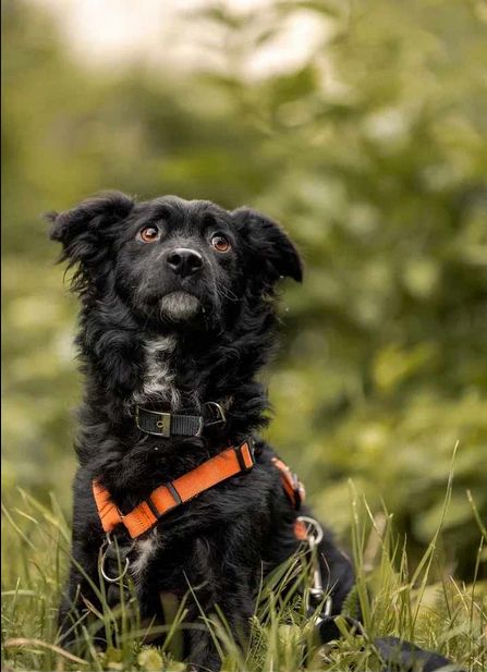 Hübscher Rüde such schönes Zuhause