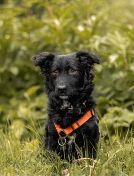 Hübscher Rüde such schönes Zuhause