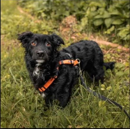 Hübscher Rüde such schönes Zuhause