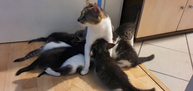 Katzenbaby kitten katze kater