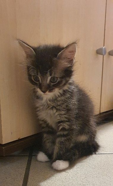 Katzenbaby kitten katze kater