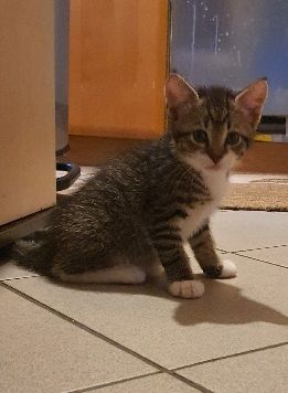 Katzenbaby kitten katze kater