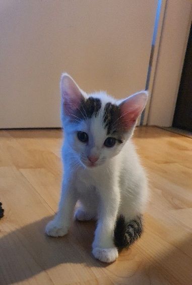 Katzenbaby kitten katze kater